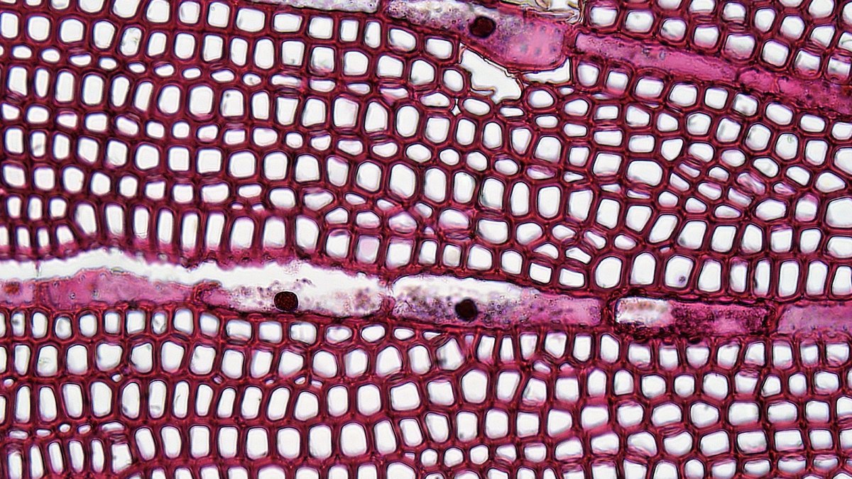 Micrograph of ordered living tissue architecture — the cellular framework that regenerative recovery and tissue repair rebuild; an Oncoregenex feature by Panacea Bio Chem and Bogdan Dicoias